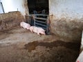 pigs is animal farm withÃ¢â¬â¹ the paint mark number in the pit
